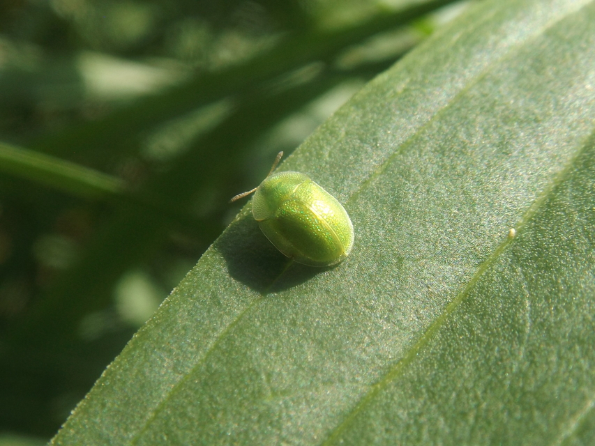 Cassida hemisphaerica - gömbölyded pajzsbogár Cassida hemisphaerica - gömbölyded pajzsbogár