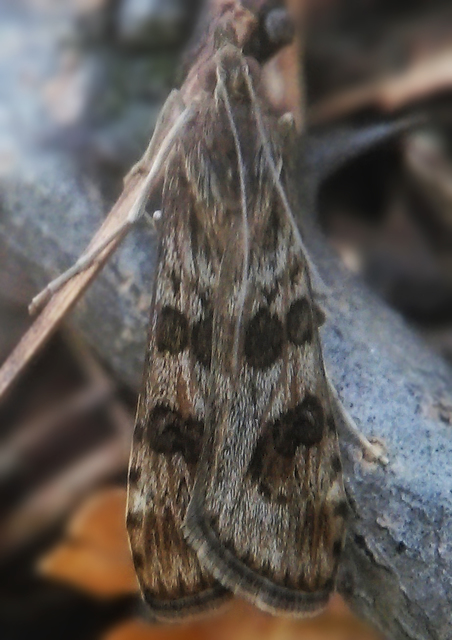 Nomophila noctuella - közönséges vándormoly