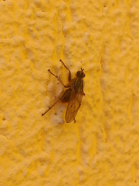 Scathophaga stercoraria - közönséges trágyalégy