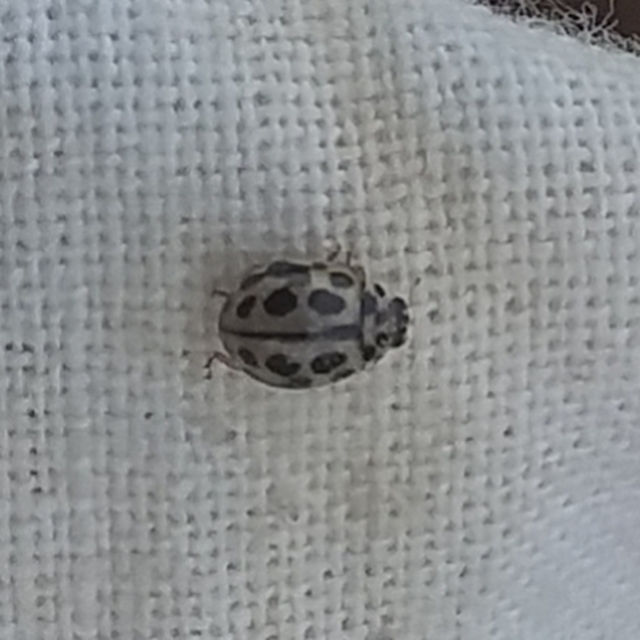 Tytthaspis sedecimpunctata - tizenhatpettyes katica