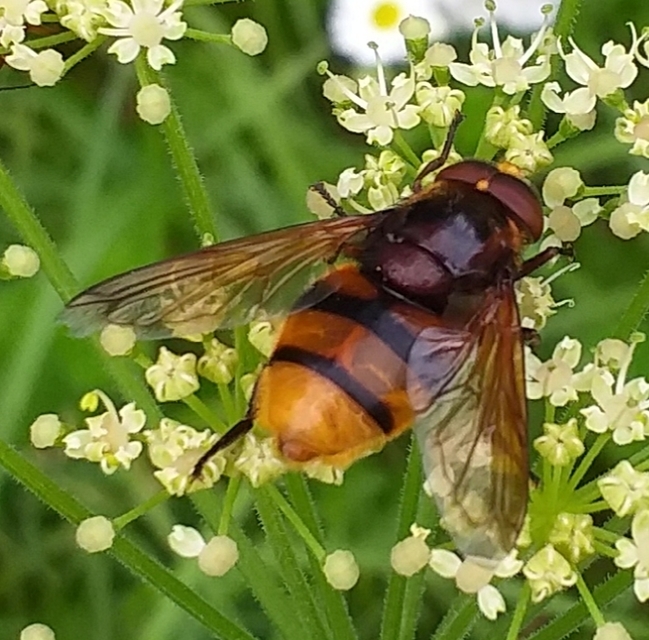Volucella zonaria - kétöves pihelégy