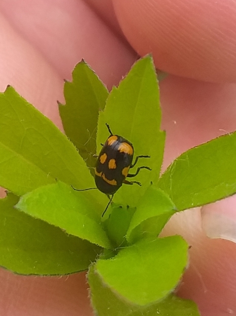 Cryptocephalus anticus - réti zömökbogár