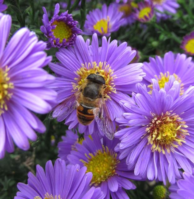 Eristalis tenax - közönséges herelégy
