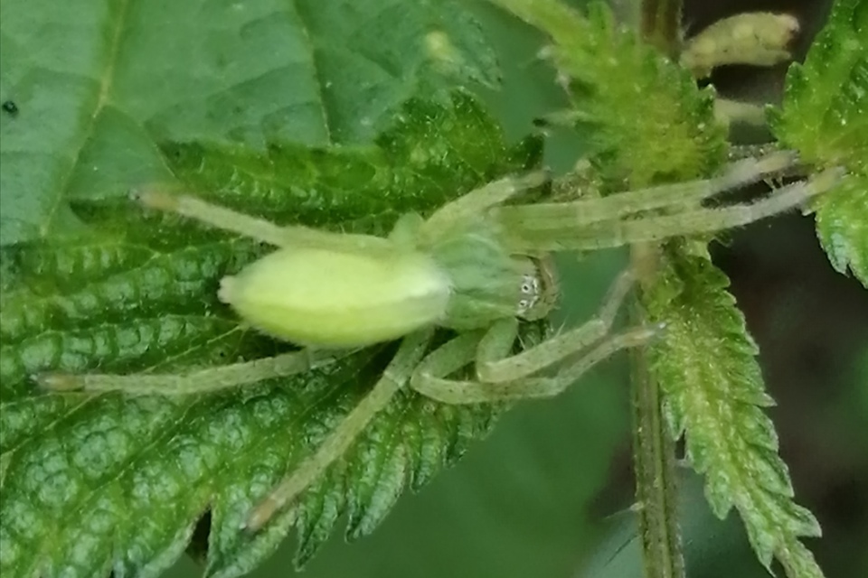 Micrommata virescens - hunyópók
