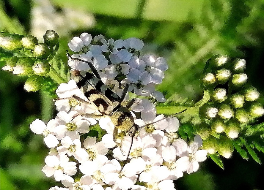 Chlorophorus varius - díszes darázscincér