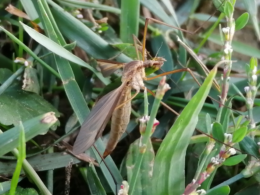Tipula
