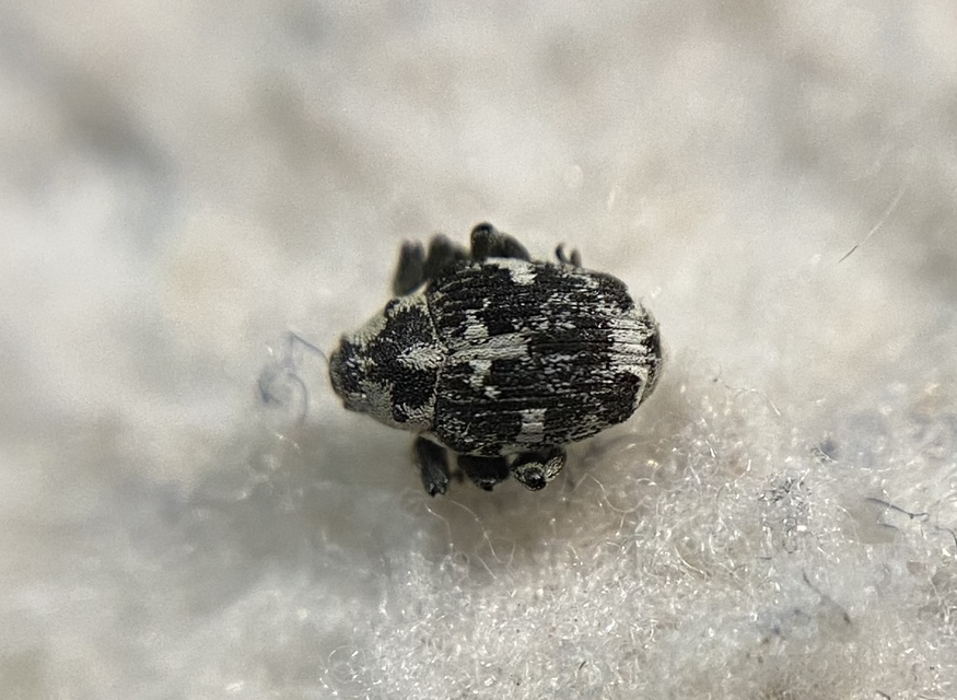 Hadroplontus litura - pompás aszatormányos