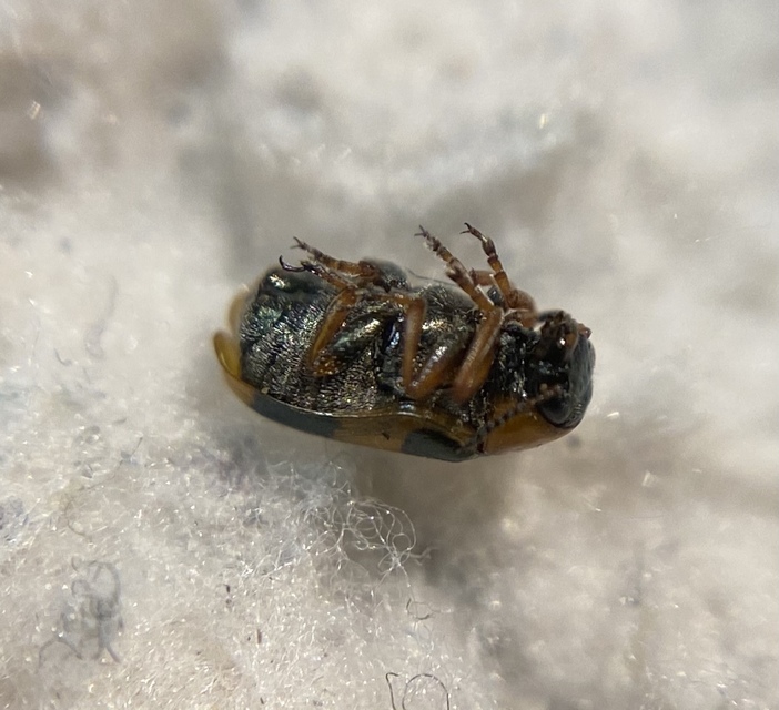 Coptocephala unifasciata - sárgalábú hullóbogár