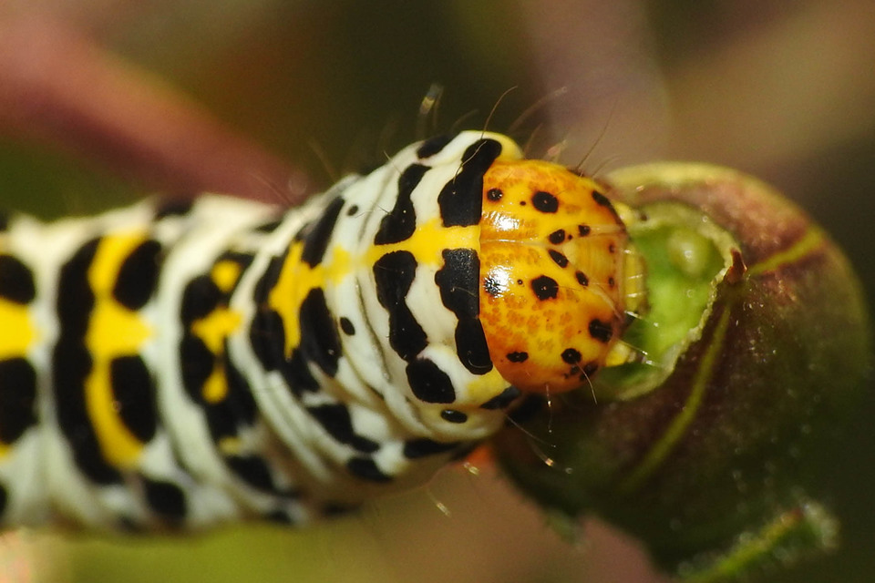 Shargacucullia gozmanyi/scrophulariae/verbasci