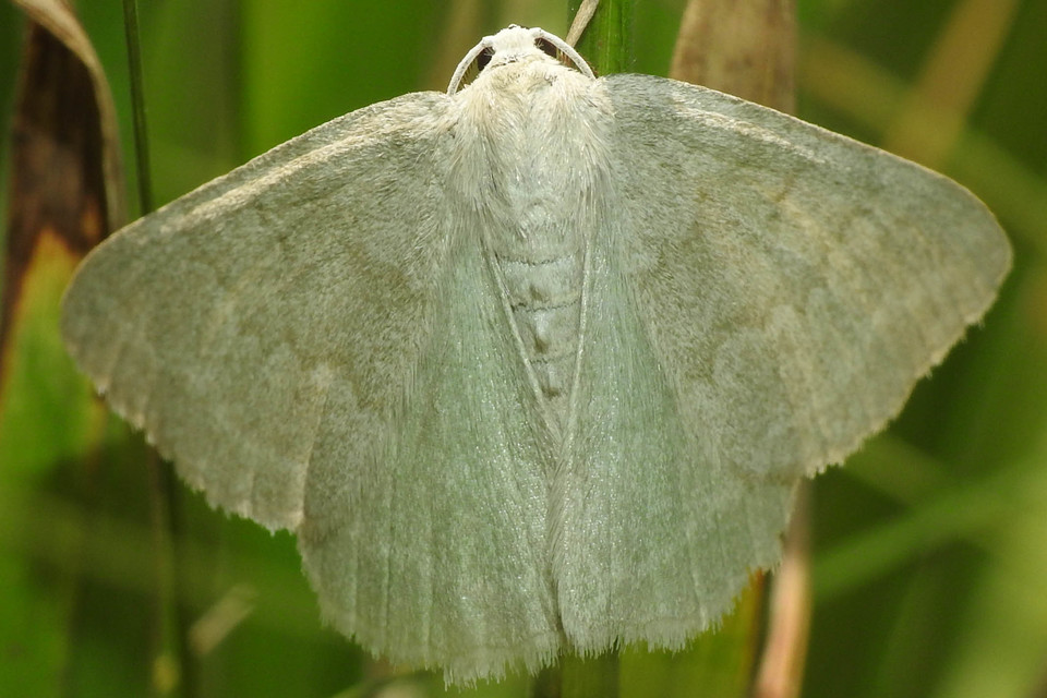 Pseudoterpna pruinata - hamvas zöldaraszoló
