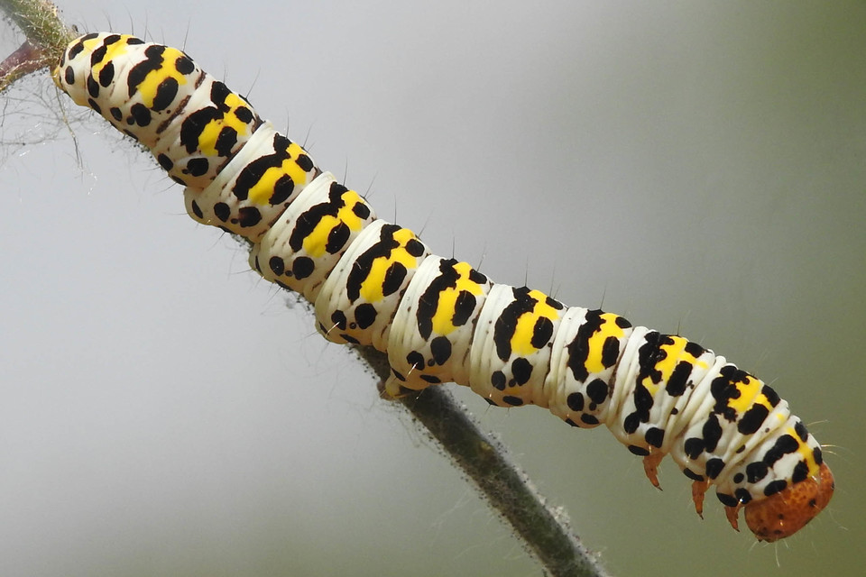 Shargacucullia gozmanyi/scrophulariae/verbasci