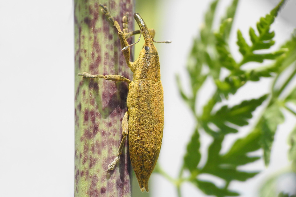 Lixus iridis - bürökfúró dudvabarkó