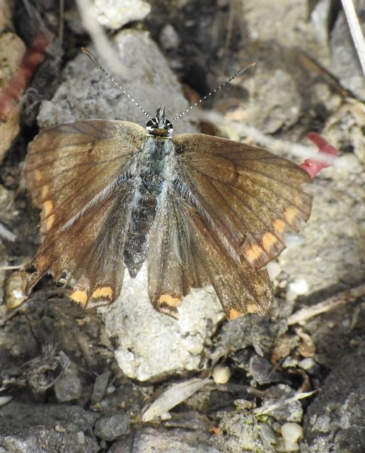 Polyommatus bellargus - égszínű boglárka