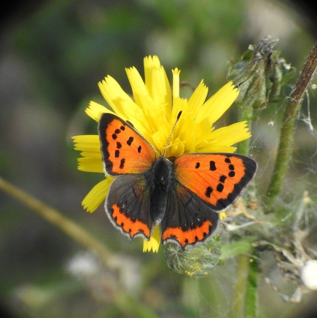 Lycaena phlaeas - közönséges tűzlepke