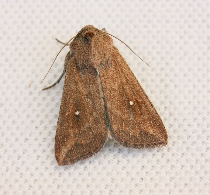 Mythimna albipuncta - fehérpettyes rétibagoly