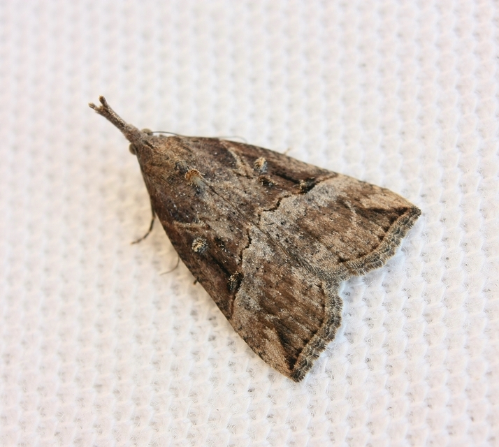 Hypena rostralis - közönséges karcsúbagoly