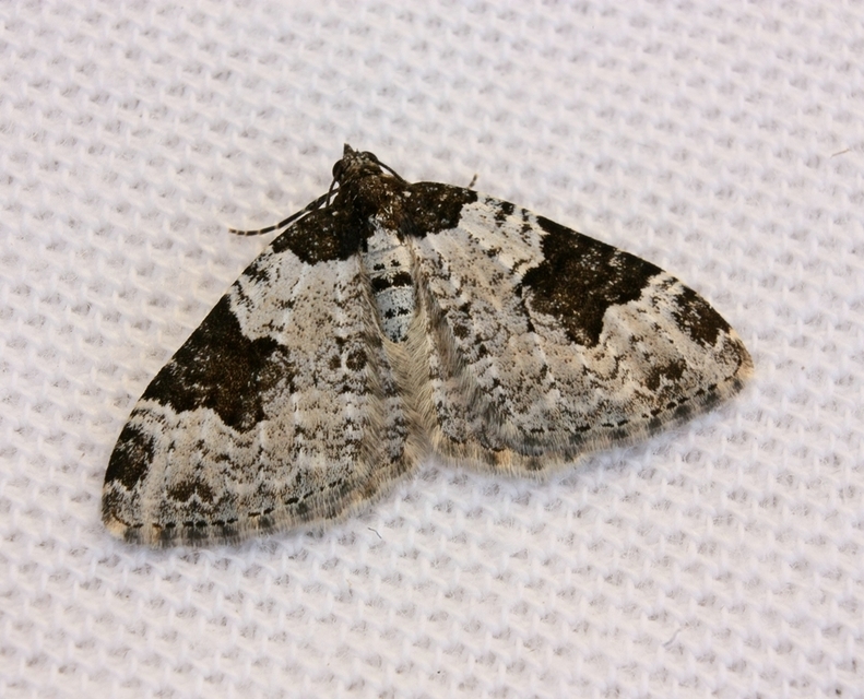 Xanthorhoe fluctuata - közönséges tarkaaraszoló