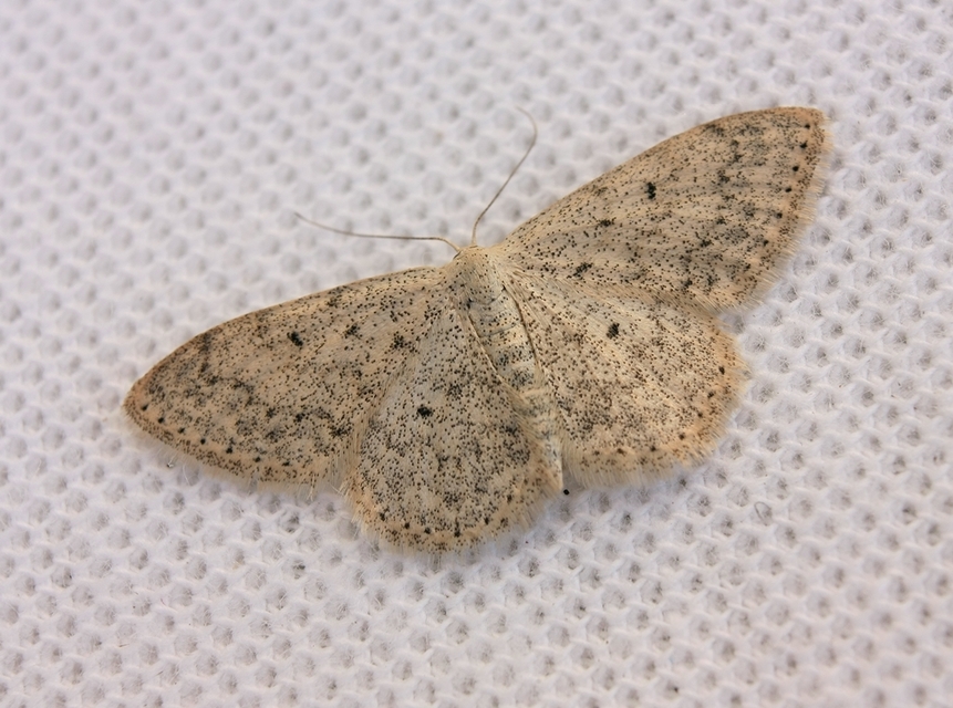 Scopula marginepunctata - pettyes sávosaraszoló