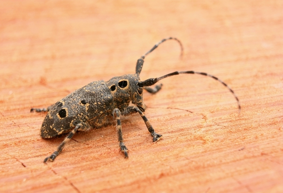 Mesosa curculionoides - szemfoltos cincér
