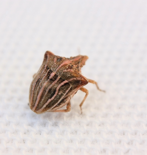 Ancyrosoma leucogrammes - vállas poloska