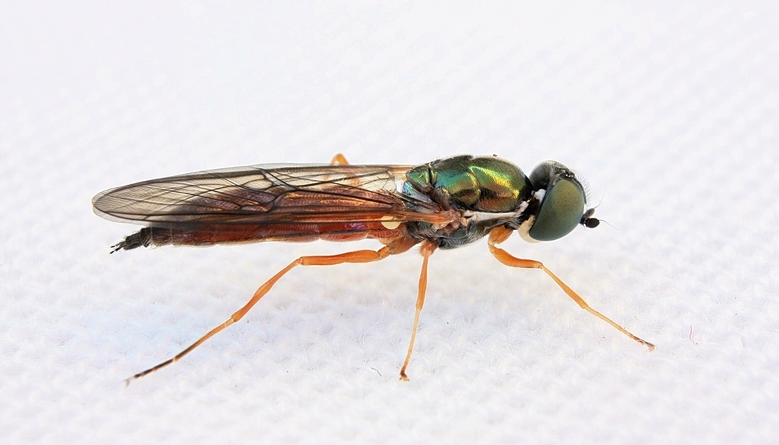 Sargus bipunctatus - kétpettyes fémeslégy