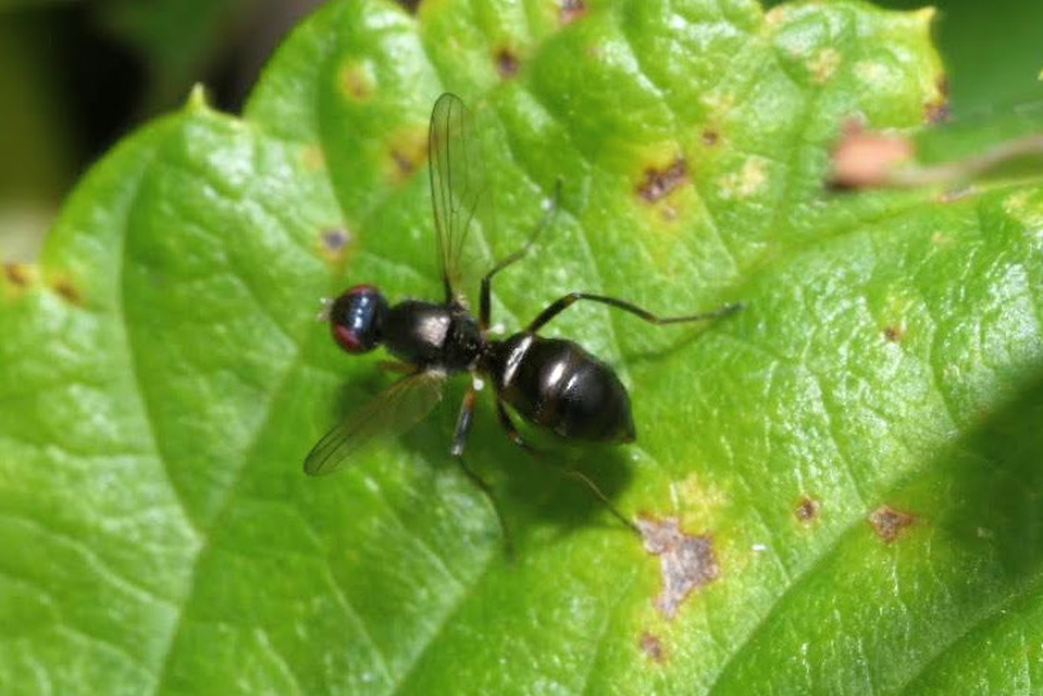 Nemopoda nitidula