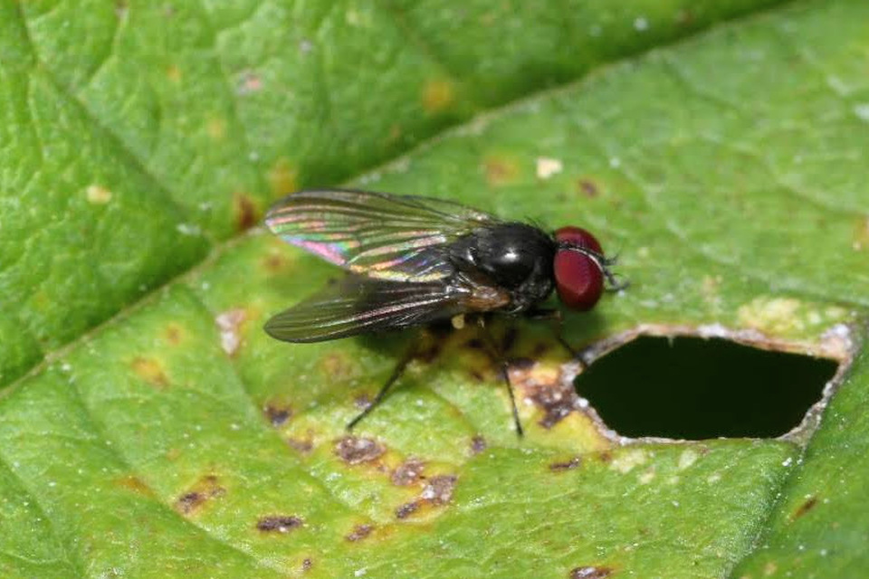 Fannia
