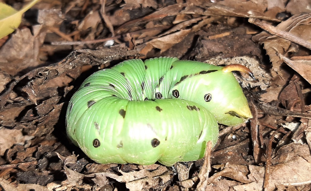 Agrius convolvuli - szulákszender
