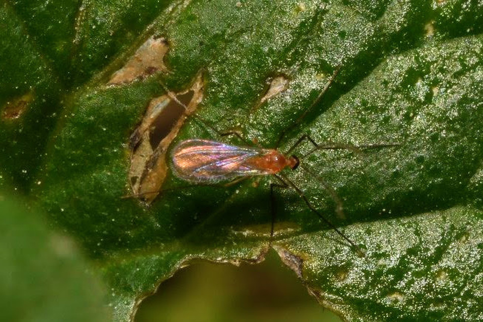 Cecidomyiidae - gubacsszúnyogok
