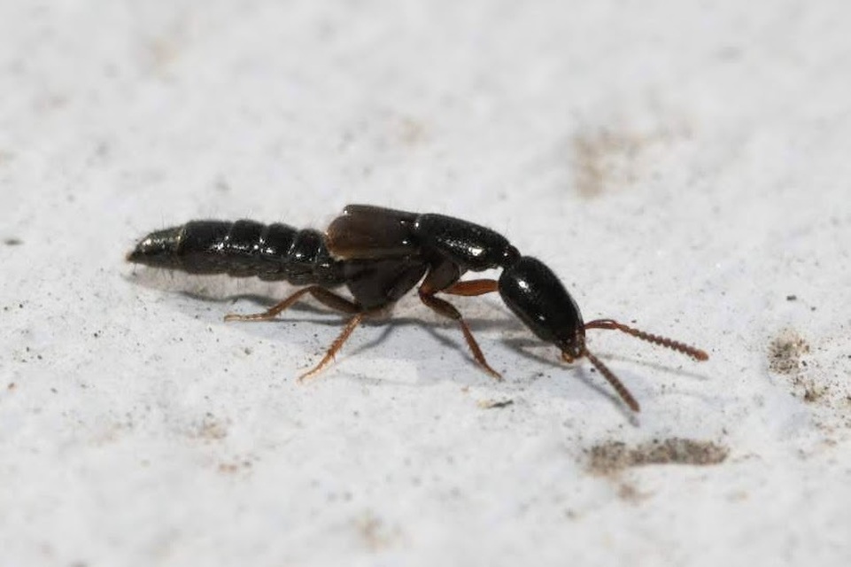 Xantholinus Xantholinus