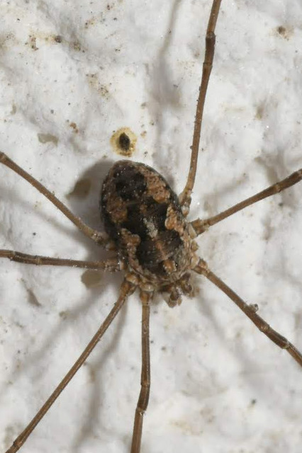 Mitopus morio