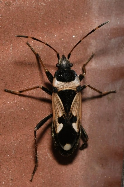 Raglius confusus