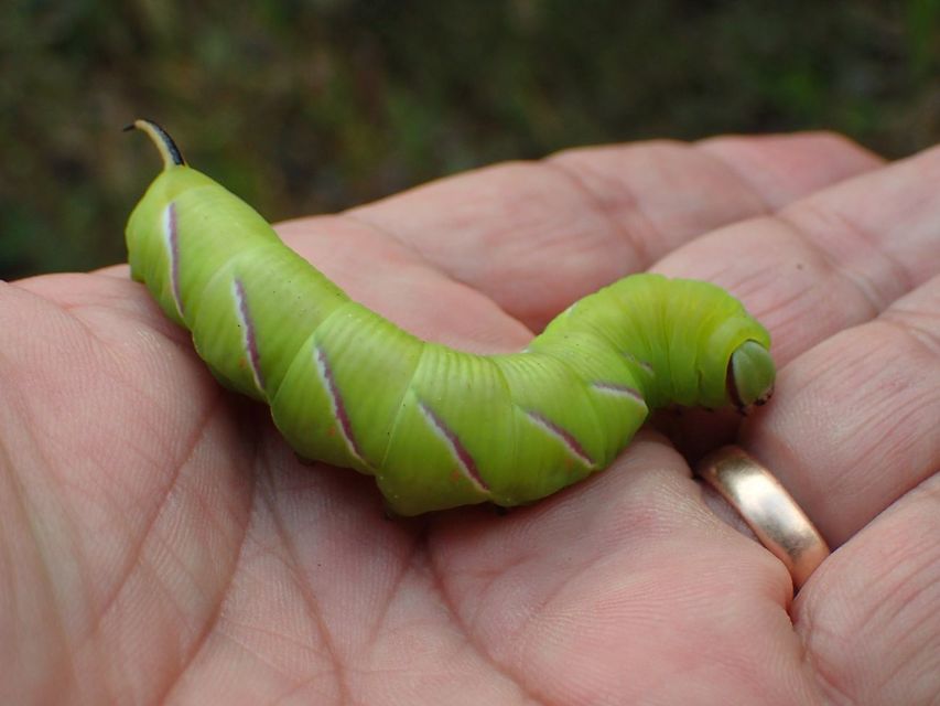 Sphinx ligustri - fagyalszender