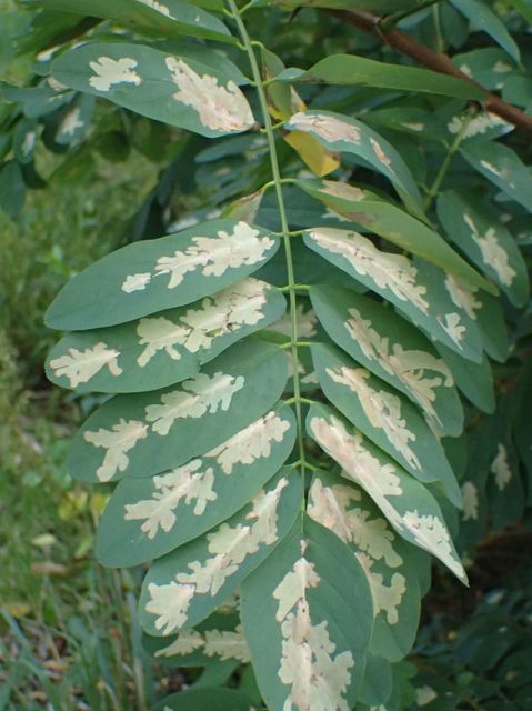 Parectopa robiniella - akáclevél-hólyagosmoly