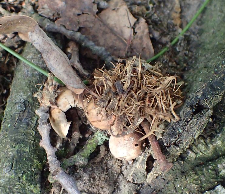Andricus caputmedusae - medúzafej-gubacsdarázs