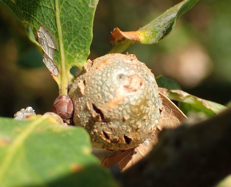 Andricus lignicolus