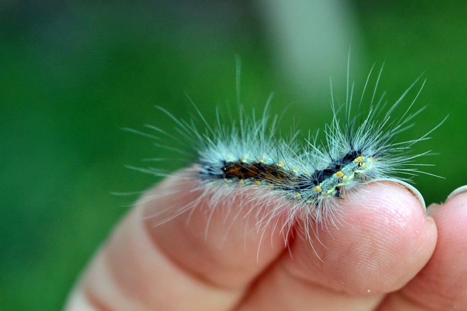 Hyphantria cunea - amerikai fehér medvelepke