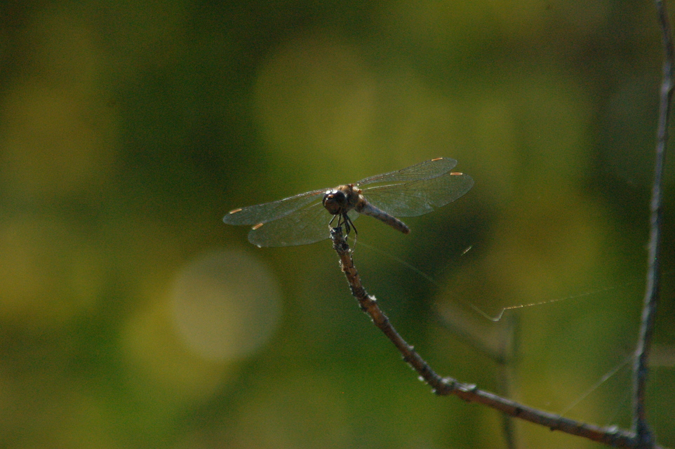 Sympetrum striolatum - harántsávos katona-szitakötő