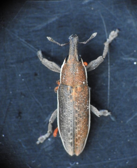 Lixus ochraceus - retek-dudvabarkó