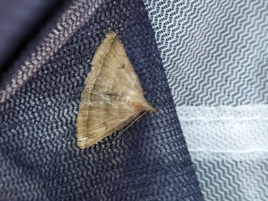Pechipogo plumigeralis - tollascsápú karcsúbagoly