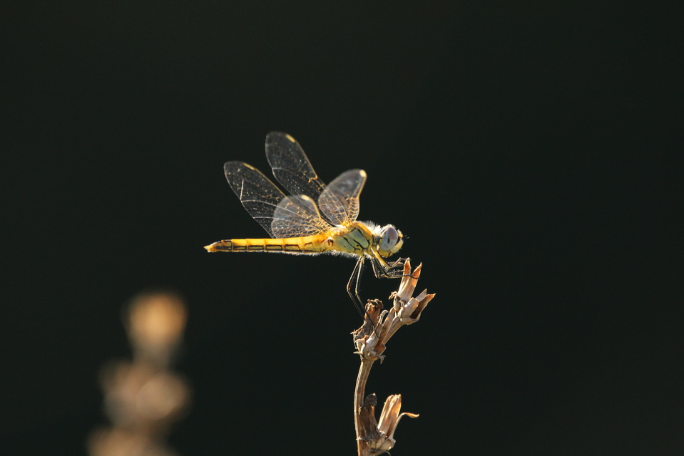 Sympetrum fonscolombii - vándor katona-szitakötő