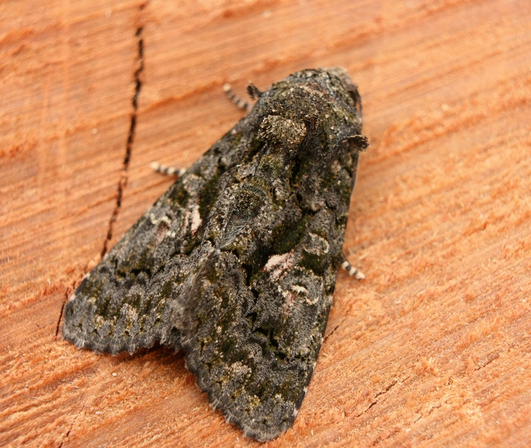 Anophia leucomelas - déli folyófűbagoly