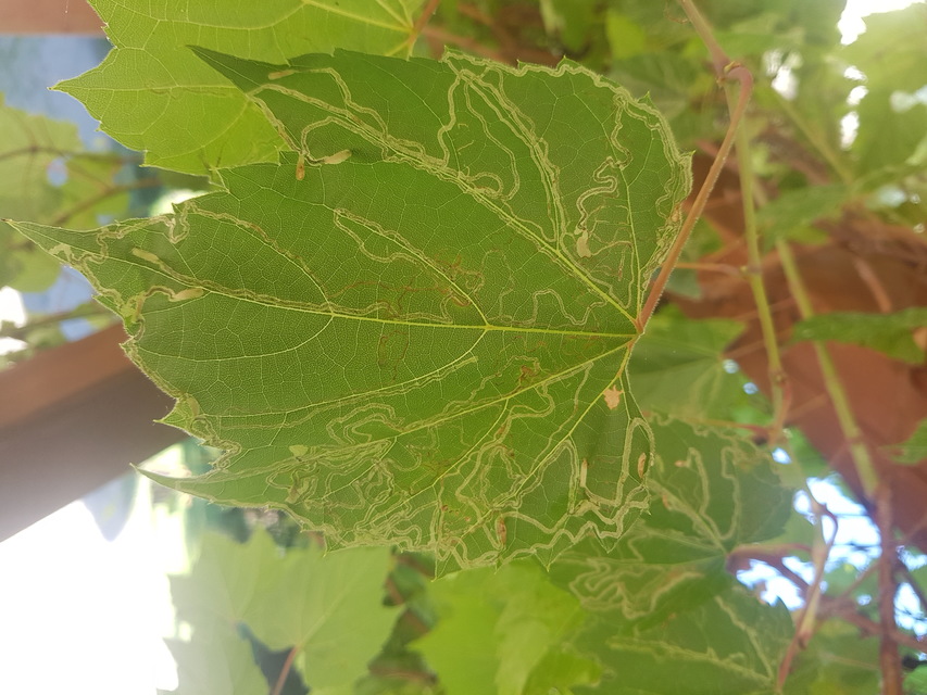 Phyllocnistis vitegenella - kígyóaknás szőlőmoly