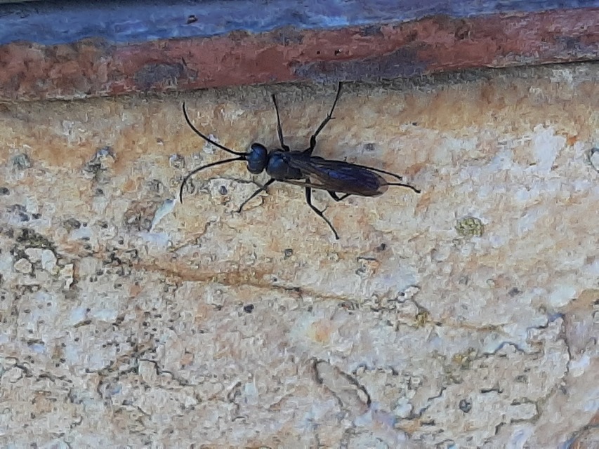 Pompilidae - útonállódarazsak