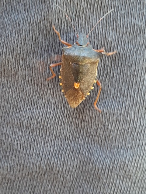 Pentatoma rufipes - vöröslábú címerespoloska Pentatoma rufipes - vöröslábú címerespoloska
