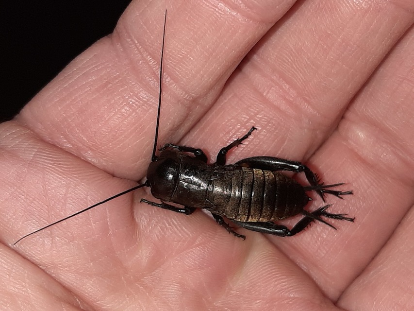 Gryllus campestris - mezei tücsök