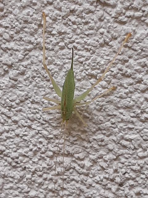 Meconema thalassinum - közönséges dobolószöcske