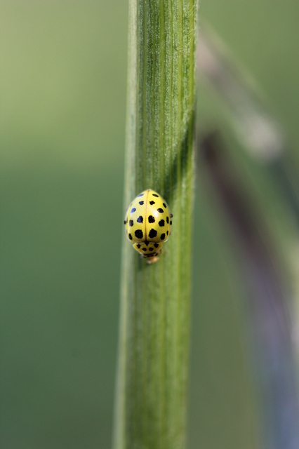 Psyllobora vigintiduopunctata - huszonkétpettyes katica