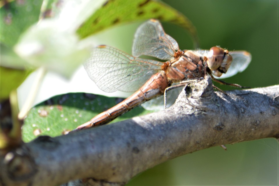 Sympetrum vulgatum - barkós katona-szitakötő