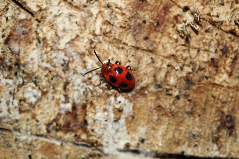 Endomychus coccineus - négypettyes álböde